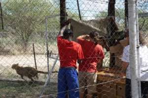 Cheetah cub released into its new enclosure