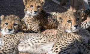 Cheetah cubs at CCF's Safe House in Somaliland
