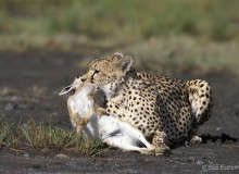 Cheetah with Prey photo by Suzi Eszterhas