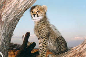 Chewbaaka as a cub, by Kim Atkinson