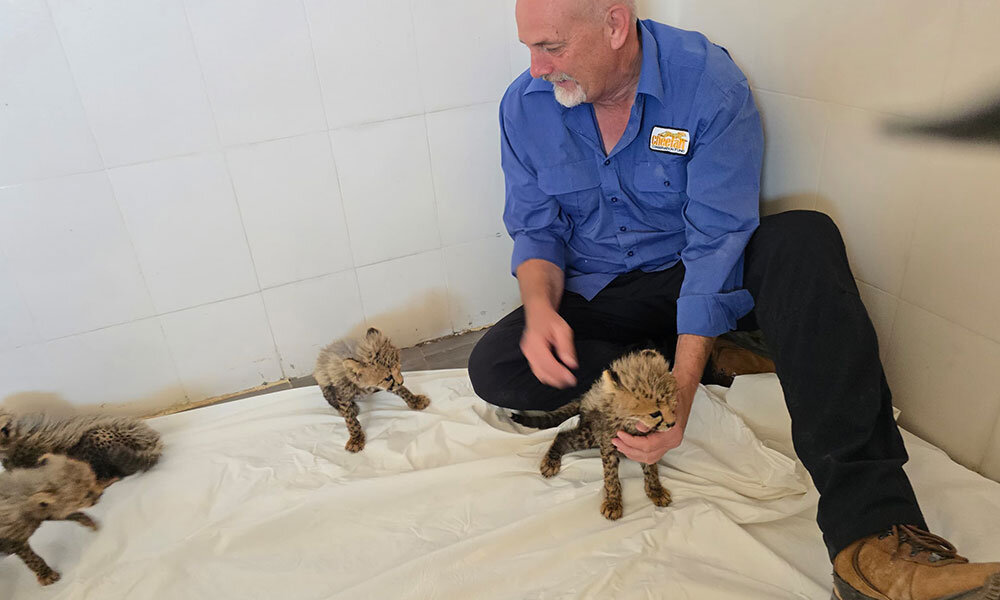 Chris Wade with confiscated cheetah cubs at CRCC