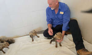 Chris Wade with confiscated cheetah cubs at CRCC
