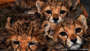 Confiscated Cubs - photo by James Dougherty