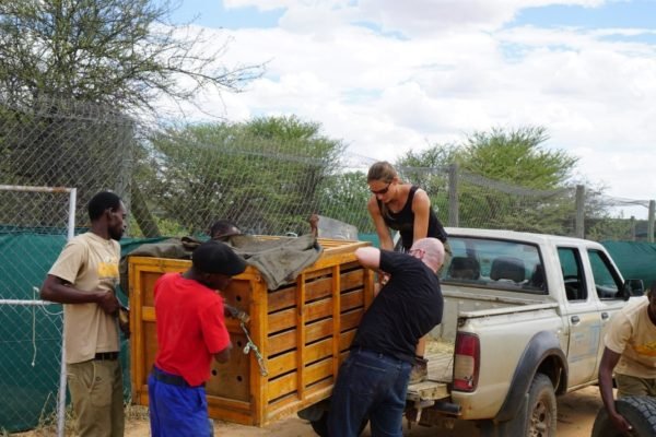 Crated cheetah cub ready for transport