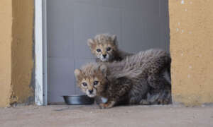 Cubs in quarantine yard at the clinic