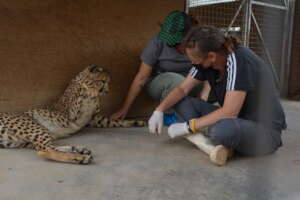 Ashley and Nathalie working with larger cub