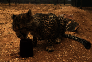 Dominic enjoying a soothing ice block