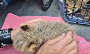 Dr. Laurie Marker at a cub confiscation Somaliland