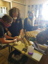 Dr. Marker and CCF Staff collecting samples