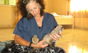 Dr Laurie Marker caring for a young orphaned cub