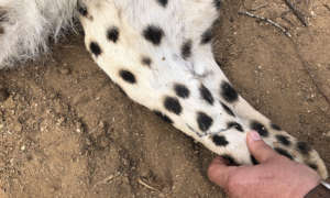 Kamin's injuries healed