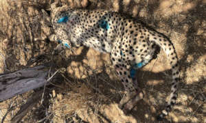 Miers after his treatment