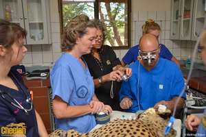 Windhoek Ophthalmologist Helps Save Cheetahs Eyes