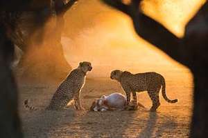 The Leopard Boys enjoy a meal in their new home