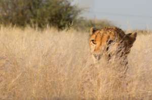 Padme blending in to her new enclosure