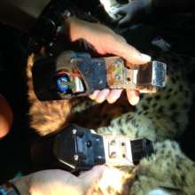 Zinzi's old cracked collar, and newly fitted