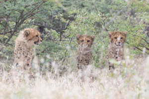 Zinzi's Cub