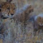 Jacomina and her cubs