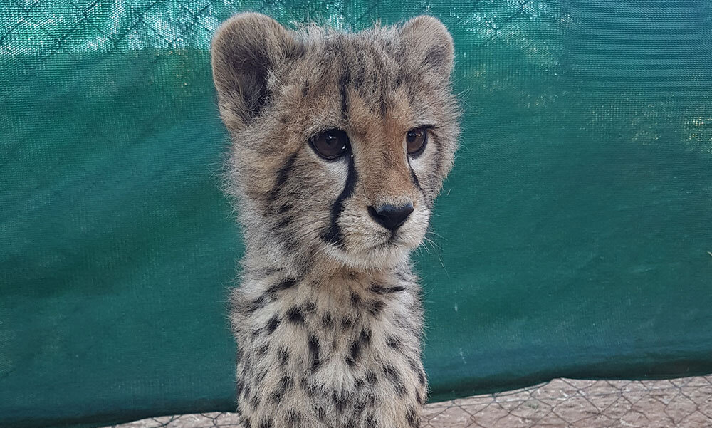 Khaleesi