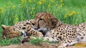 KhayJay is Healing Well