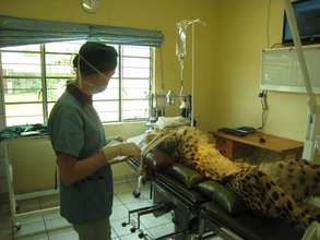 Vet nurse Rosie preps Mendel for surgery