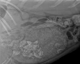An x-Ray showing the mass in Mendel's stomach
