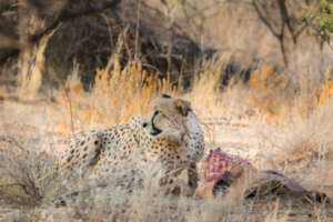 Miers the Cheetah eating