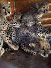 Orphaned Cheetahs