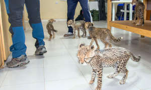 Orphaned confiscated cheetah cubs in CCF's Somalil