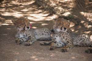 Rainbow and Aurora 2