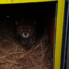 Sasha the Cheetah Cub