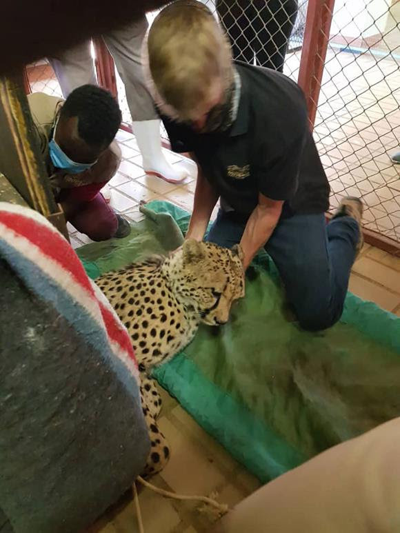 Sedated Male Cheetah with CCF Staff