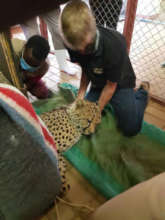 Sedated Male Cheetah with CCF Staff