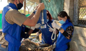 Taking an x-ray of Daenarys' leg