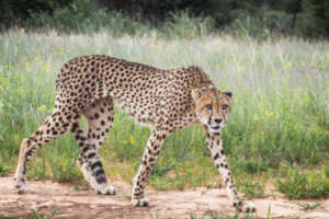 Zinzi the Cheetah