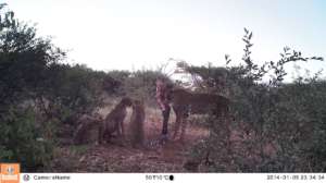 Zinzi and cubs caught on camera trap