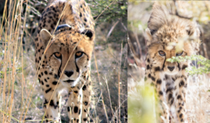 Zinzi and cub with same intimidation pose