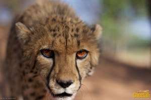 B2 is growing very quickly! He is now 8.5 months.