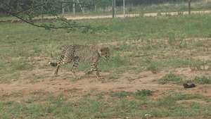 B2's first time running with the lure