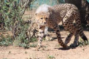 Cheetah Cub Wary of Humans