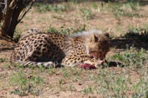 Cheetah Cub Feeding