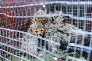 The cubs on the day they arrived at CCF