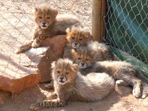 The four cubs after a few weeks at CCF