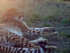 Khay Jay Finds a Shady Spot