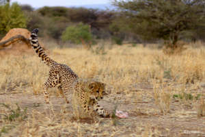 Cheetah Run