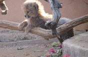 Feed Orphan Cheetahs in Namibia