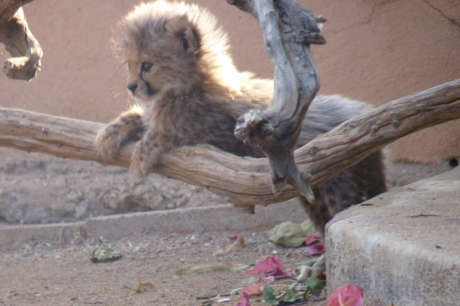 Feed Orphan Cheetahs in Namibia