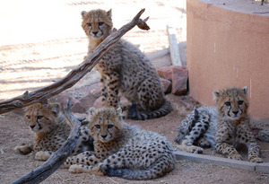 CCF's newest orphans