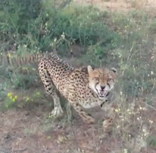 Zinzi - Post-release monitoring