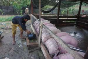 Pig pen of Suoy Chantoen